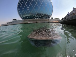 Read more about the article Abu Dhabi Halts Marine Traffic To Protect Whale Sharks
