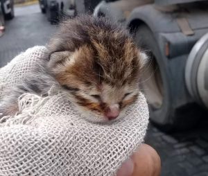 Read more about the article Kitten Rescued From Lorry Mistaken For Ocelot