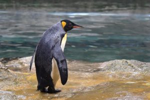 Read more about the article World’s Oldest Penguin Dies At German Zoo Aged 46