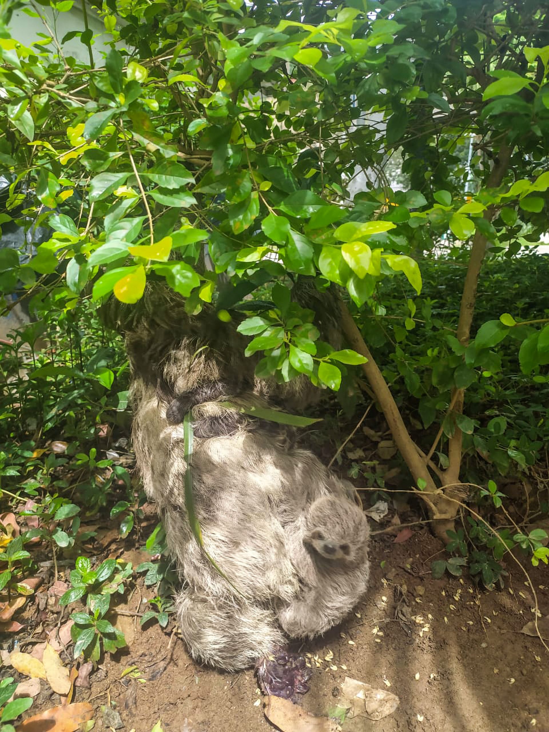 Read more about the article Sloth That Gave Up Rainforest To Live In City Has Baby In Public Square