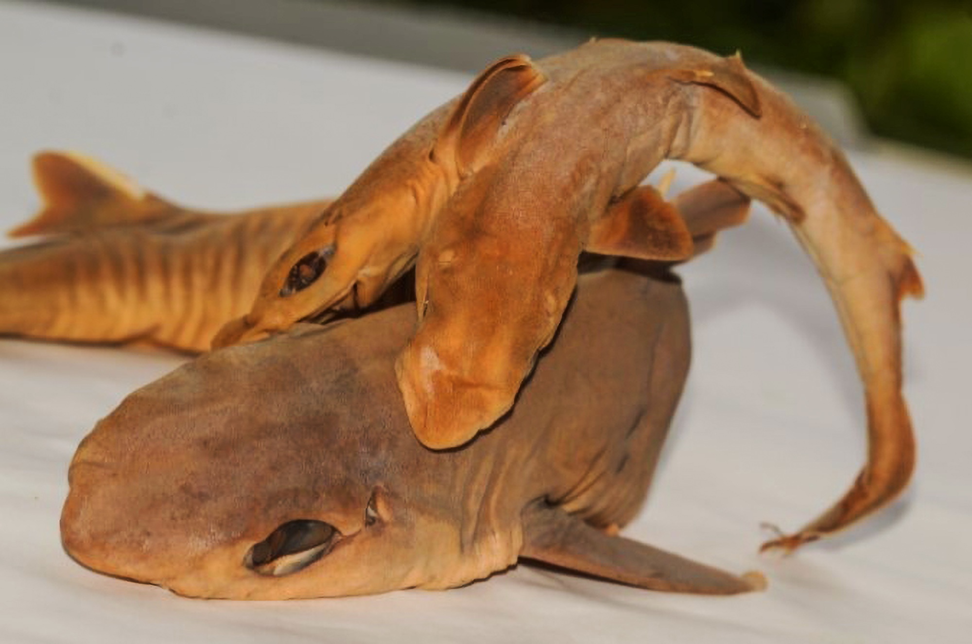Read more about the article Never Seen Before Two-Headed Sandbar Shark Found Off Brazilian Coast