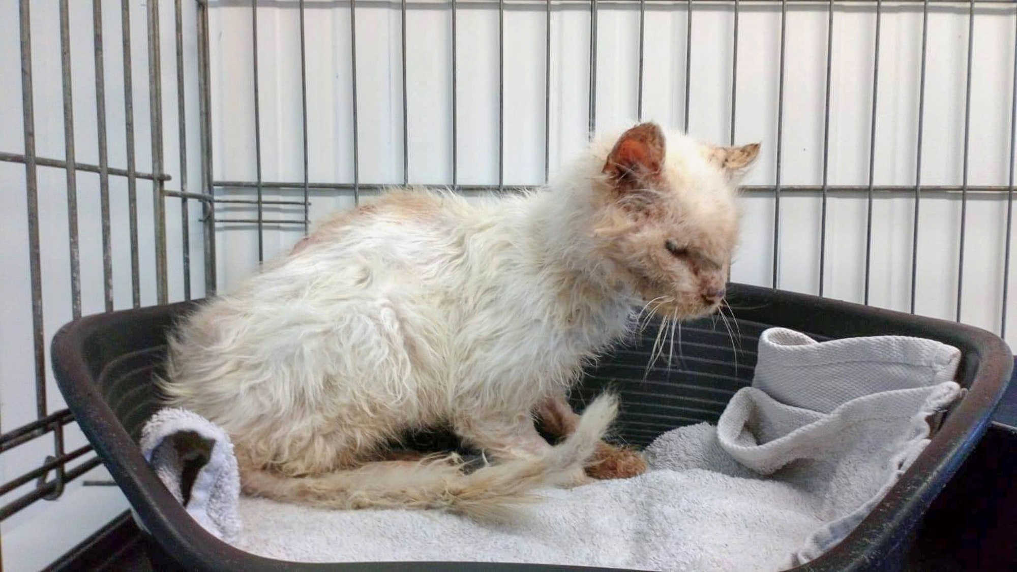 Read more about the article Stray Cat, 15, With Organ Problems Finally Adopted By Loving Family