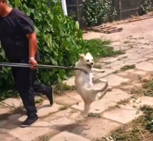 Read more about the article Chinese County Threatens Dogs With A Death Sentence If They Are Caught Walking Outside
