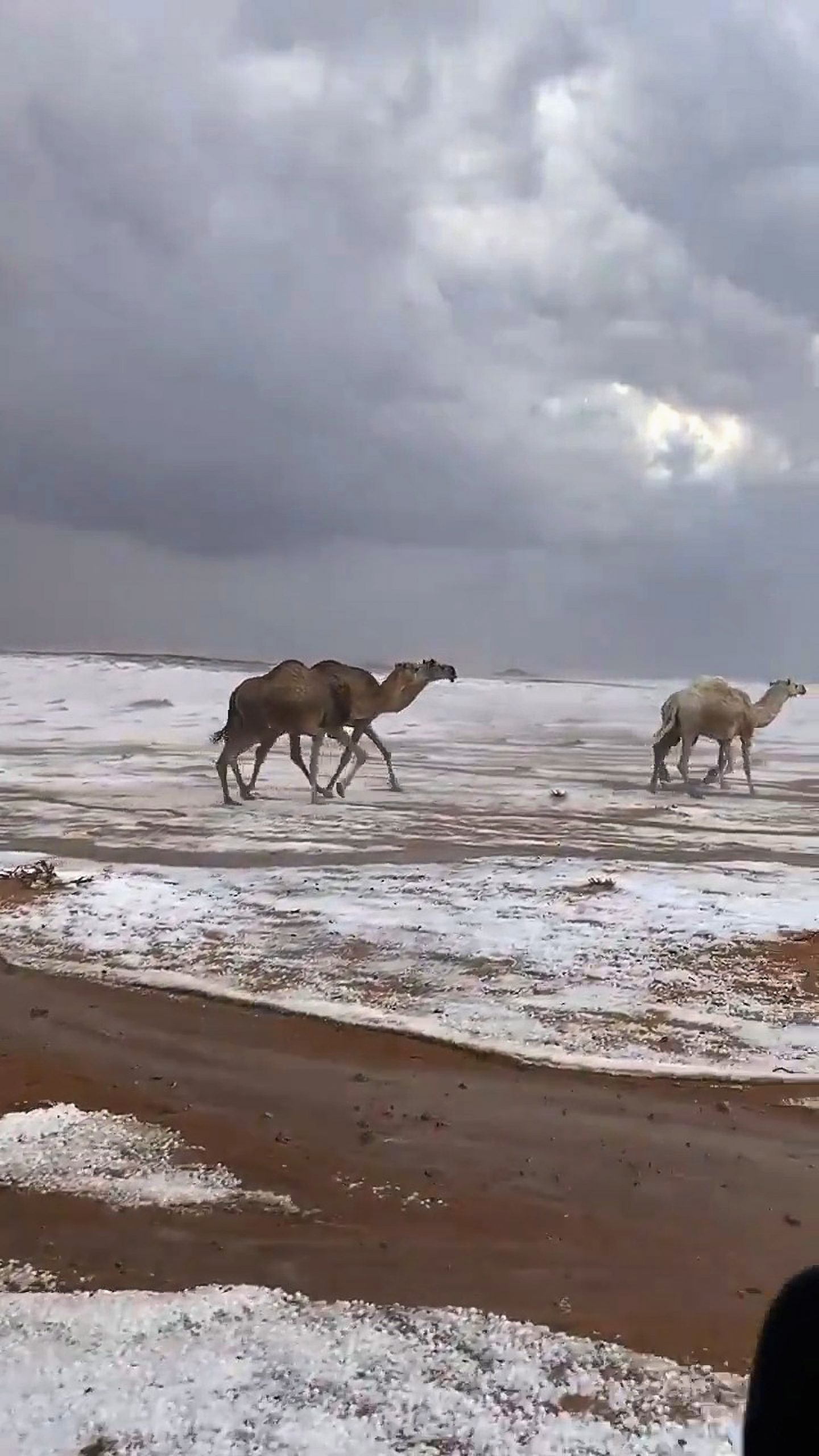Read more about the article Moment Camels Run Through Snow In Saudi Desert Region