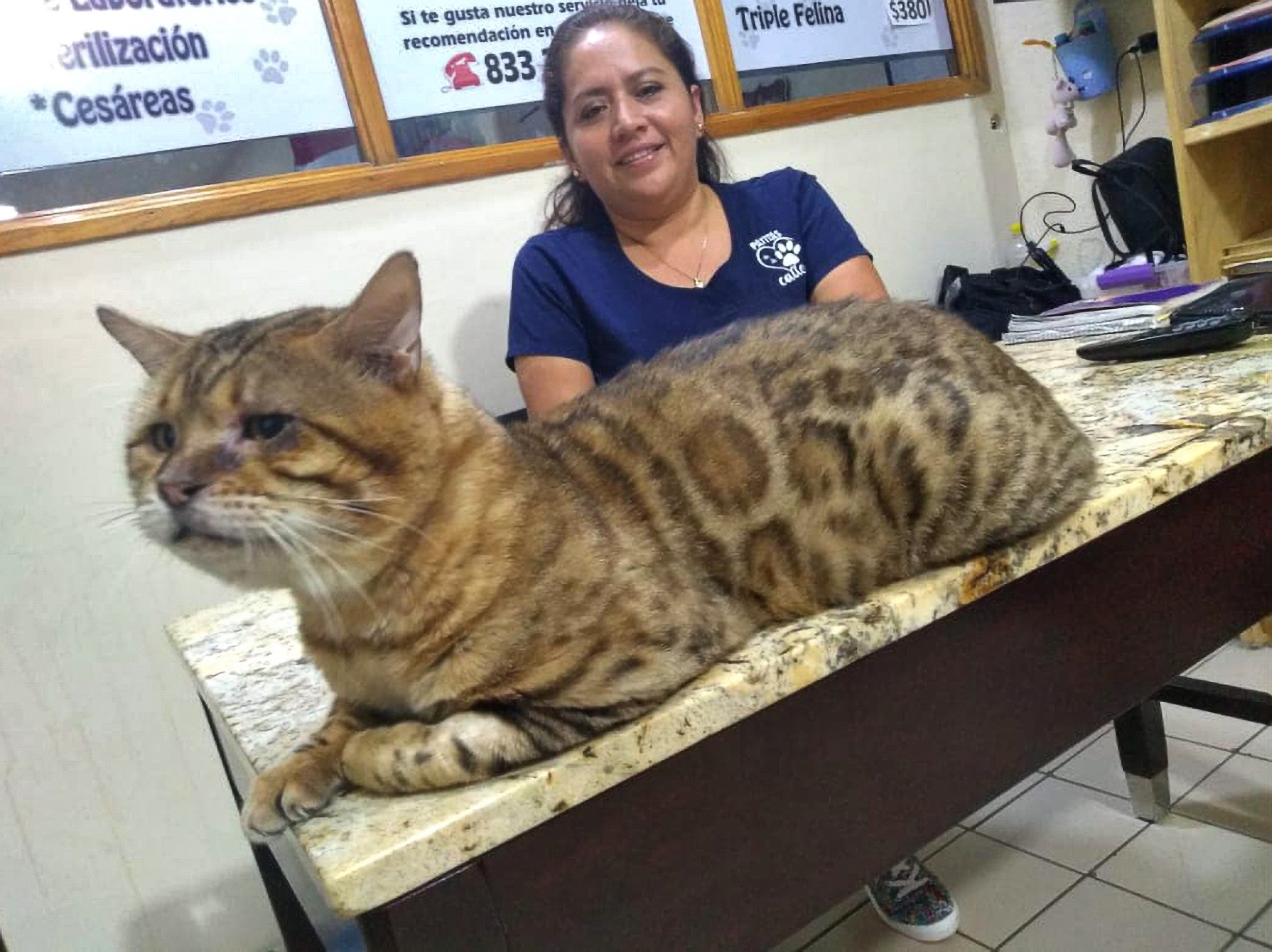 Read more about the article Chubby Cat With Distinct Spots Confused As Fearsome Leopard