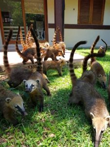 Read more about the article Over 20 Coatis Rummage Around Brazil Residents Property