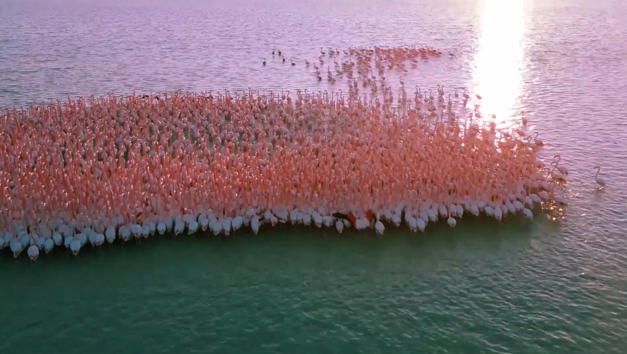 Read more about the article Pink Flamingo Flock Creates Breathtaking Scene Over Kazakh Lake