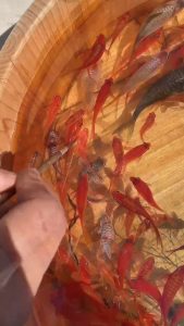 Read more about the article Chinese Artist Leaves Cat Baffled With Ultra-Real 3D Paintings Of Fish
