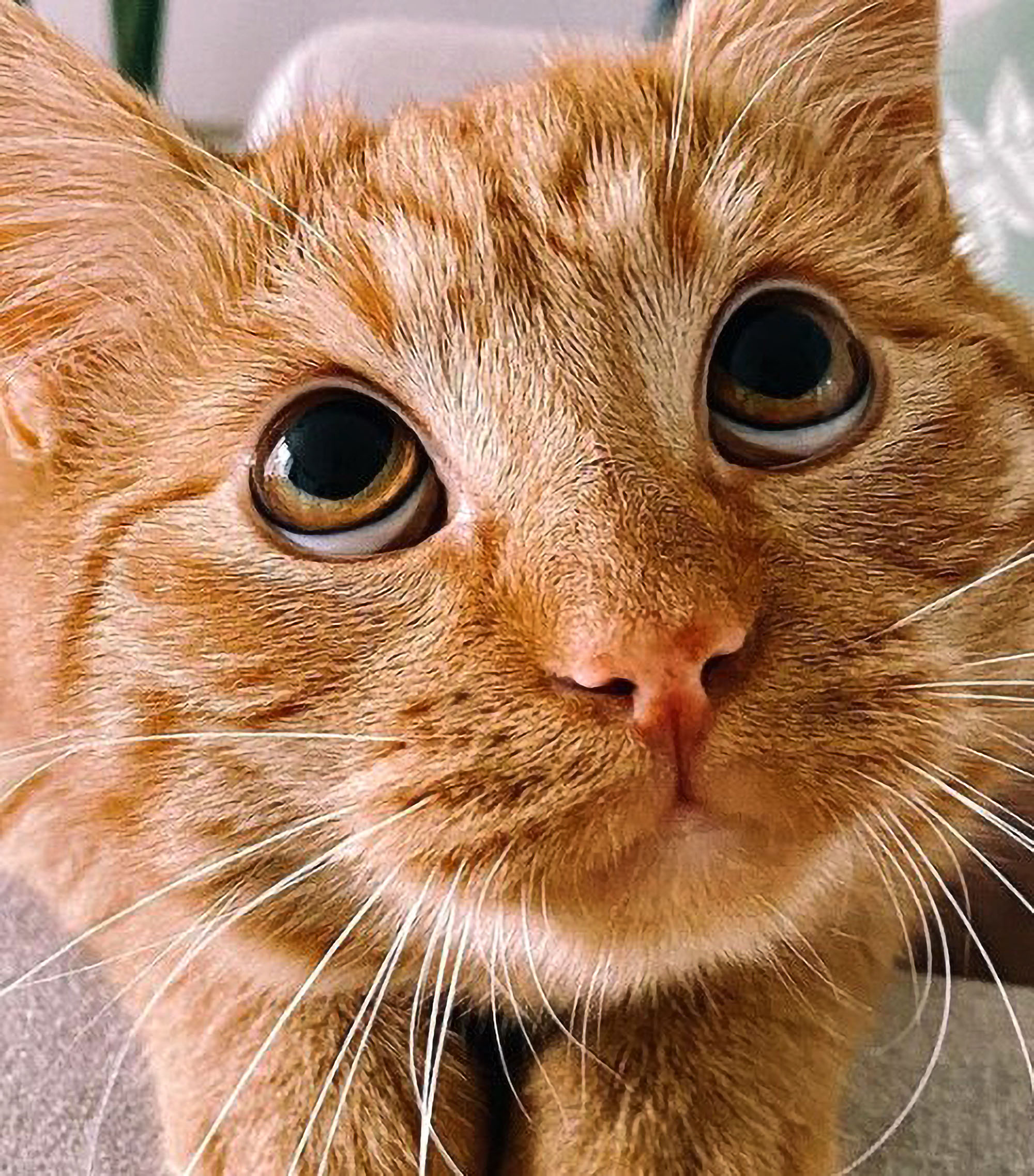Read more about the article Big-Eyed Ginger Tom Is Dead Ringer For Puss In Boots From Shrek