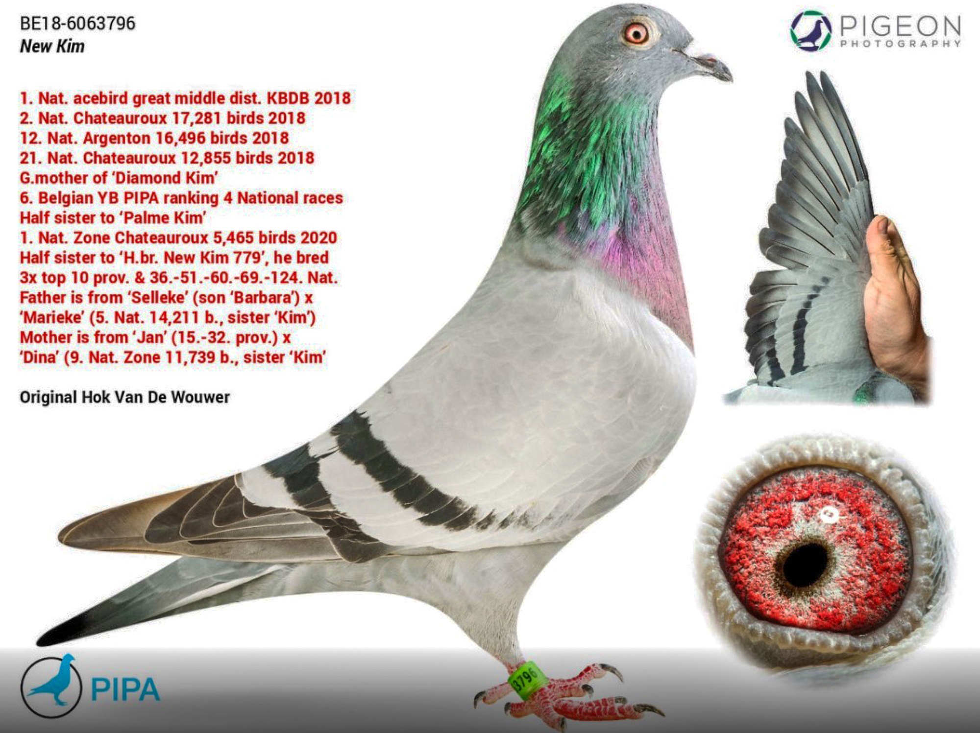 Record GBP 1.4M Paid For Champion Pigeon At Auction
