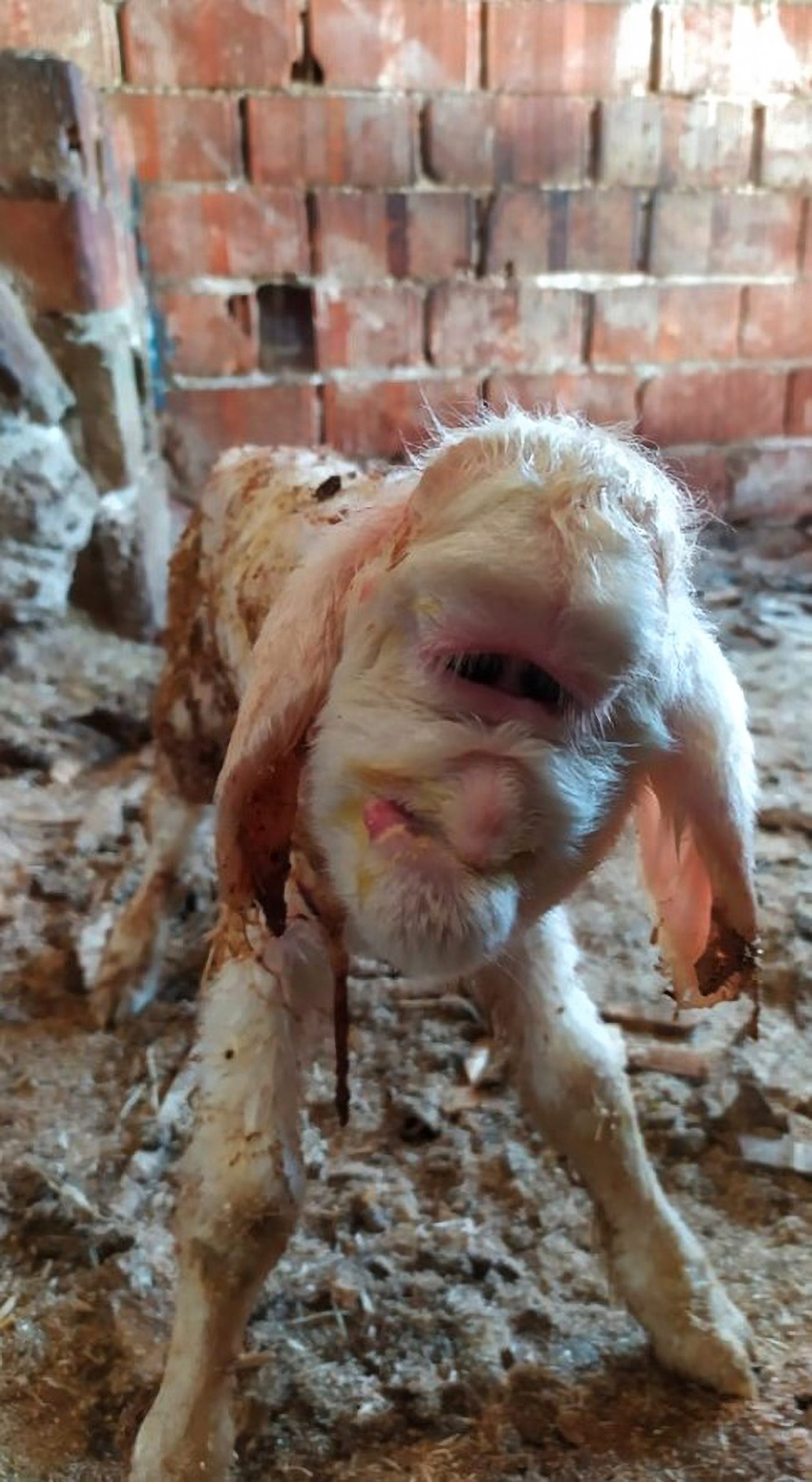 Read more about the article Mutant Lamb Born With No Nostrils And Human-Like Face