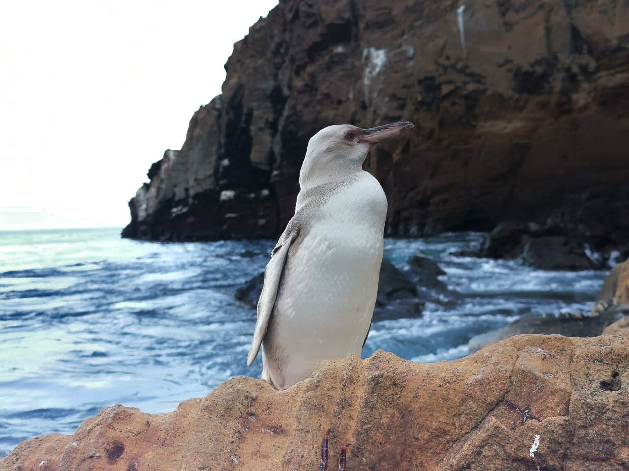Read more about the article White Penguin Spotted In Galapagos Islands For First Time Ever