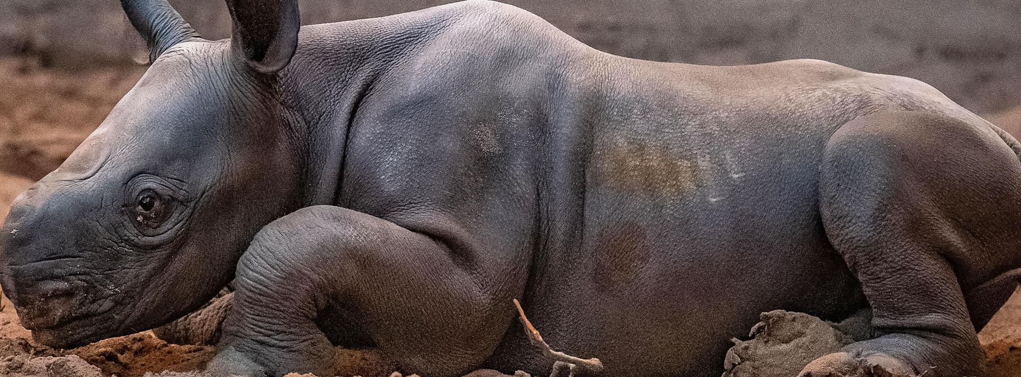 Read more about the article Moment Rare Eastern Black Rhino Gives Birth At Chester Zoo