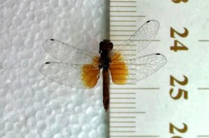 Read more about the article Chinese Museum Claims To Have Worlds Smallest Dragonflies