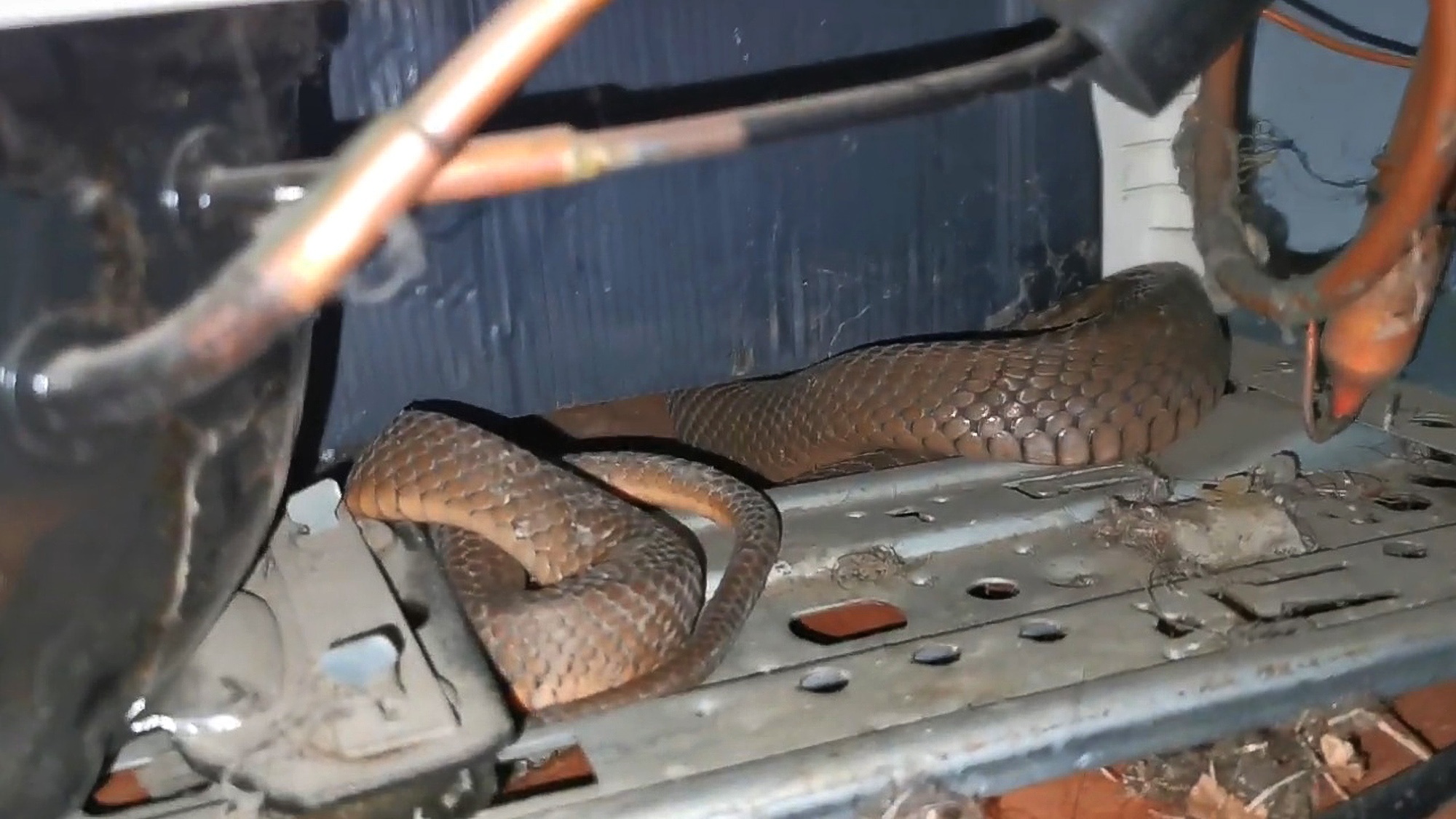 Read more about the article Couple Stunned As Howling Wind Turns Out To Be Hissing Cobra