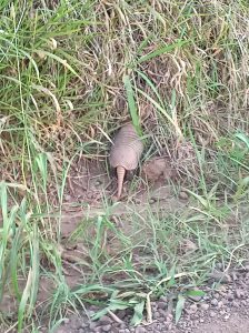 Read more about the article Moment Kind Resident Gives Water To Thirsty Armadillo During Drought