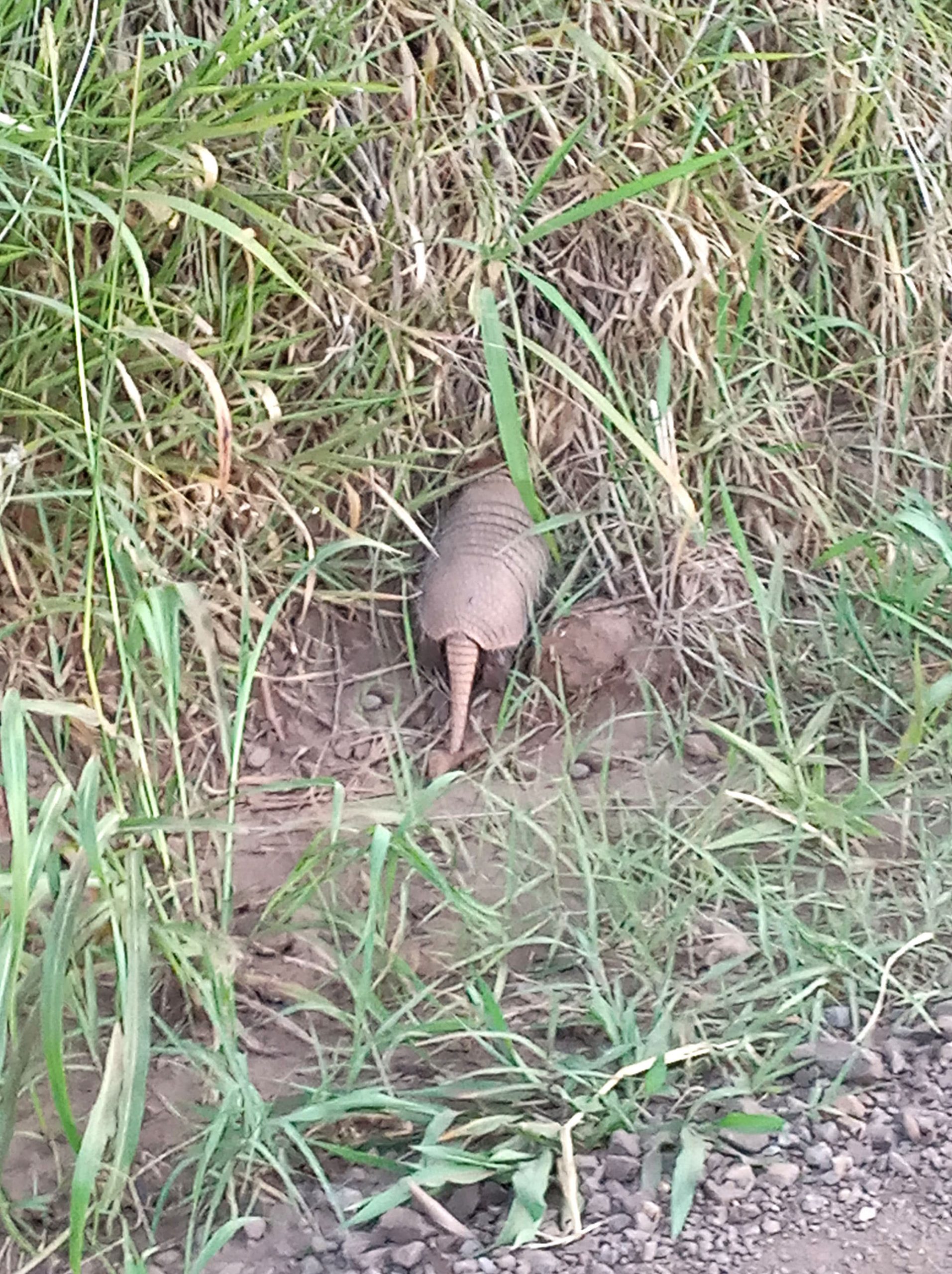 Read more about the article Moment Kind Resident Gives Water To Thirsty Armadillo During Drought