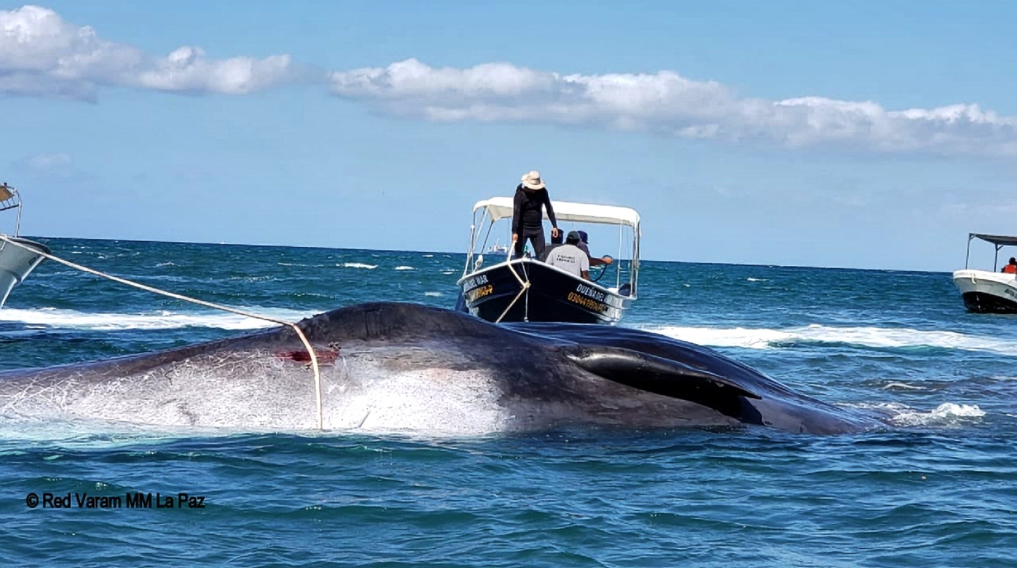 Read more about the article 20 Meter Long Whale Dies Stranded Despite Efforts Of Rescuers