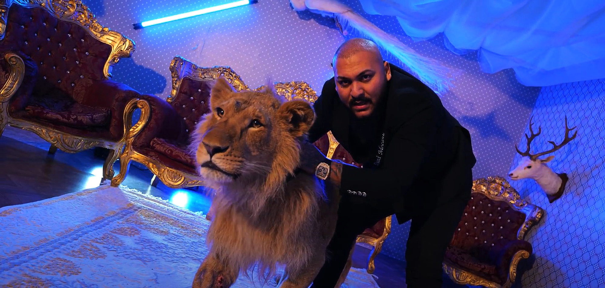 Read more about the article Gypsy Singer Investigated After Video With Wounded Lion
