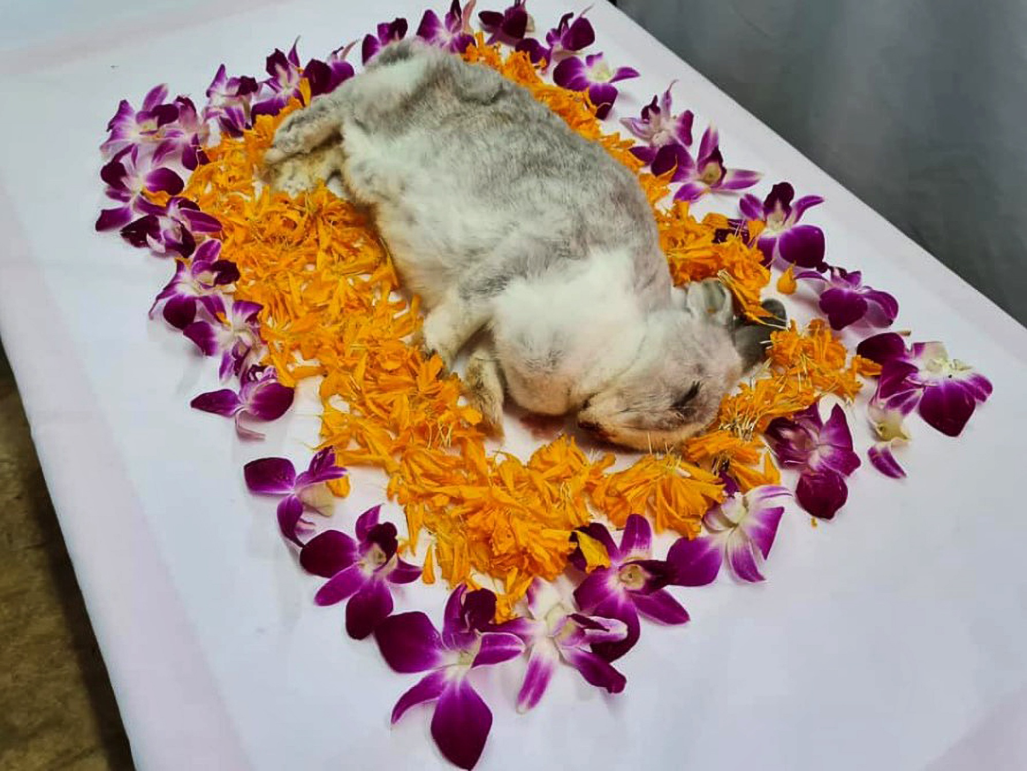 Read more about the article Animal Lover Group Gives Dead Rabbit Found In Rubbish Bin A Proper Send Off With Flower Petals