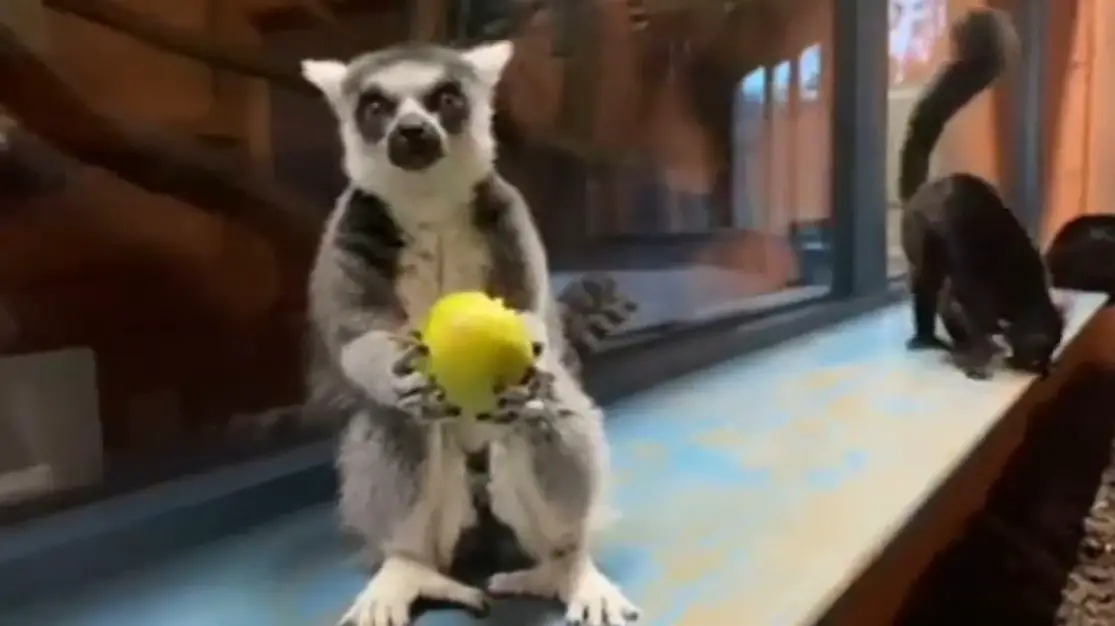 Read more about the article Cute Ring-Tailed Lemur Enjoys A Healthy Meal
