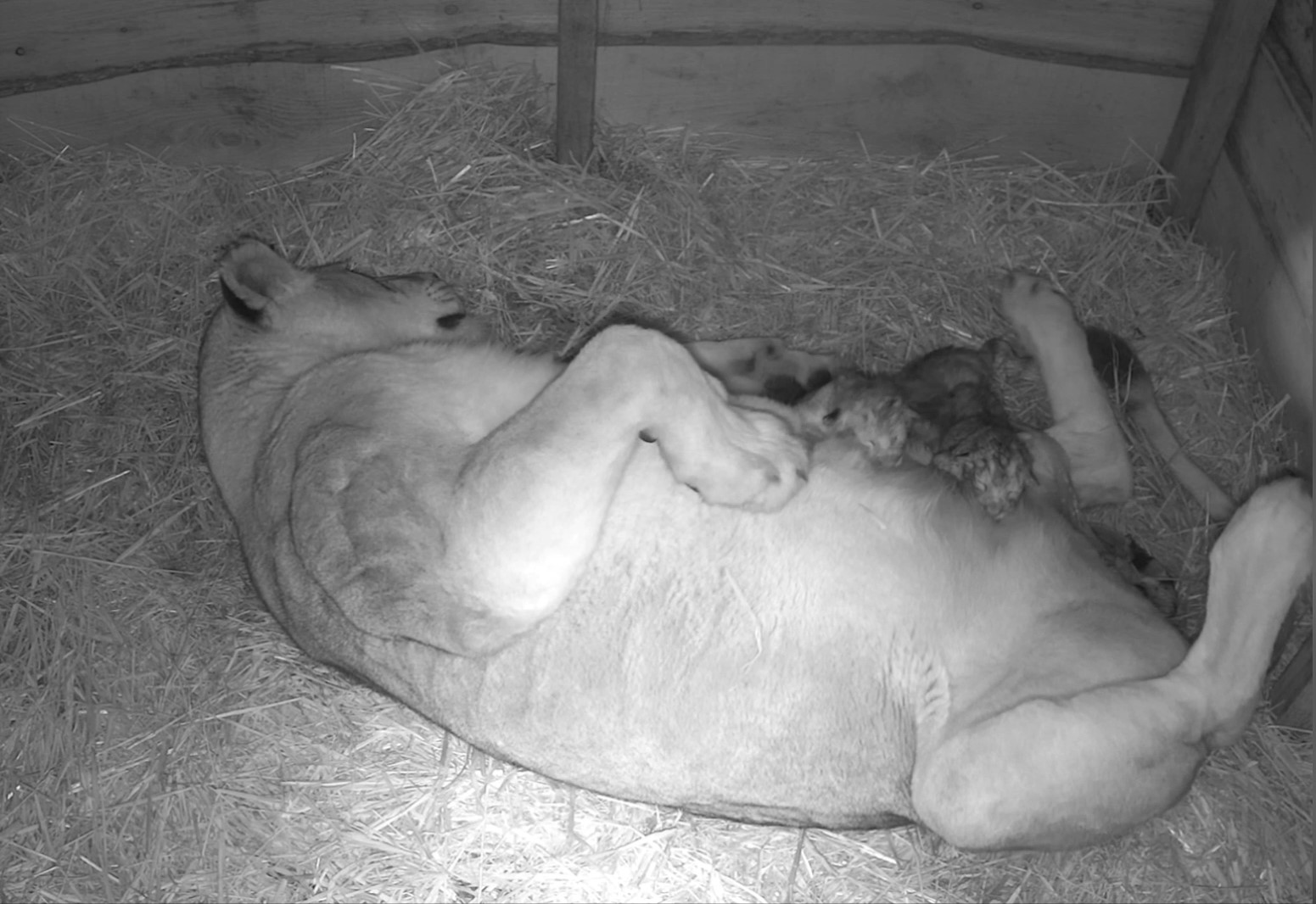 Read more about the article Arnhem Lioness Gives Birth To Triplets In Dutch Zoo