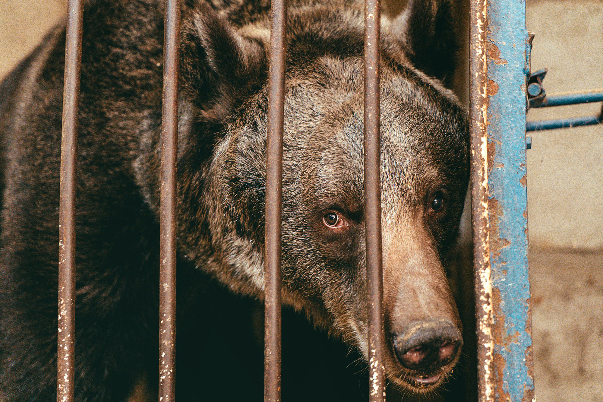 Read more about the article Worlds Loneliest Bear Kept Isolated In Cage Box For Years Is Moved To Stunning Alpine Retreat