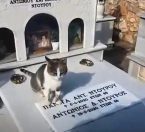 Read more about the article Rescued Cat Refuses To Leave Grave Of Former Loving Owners