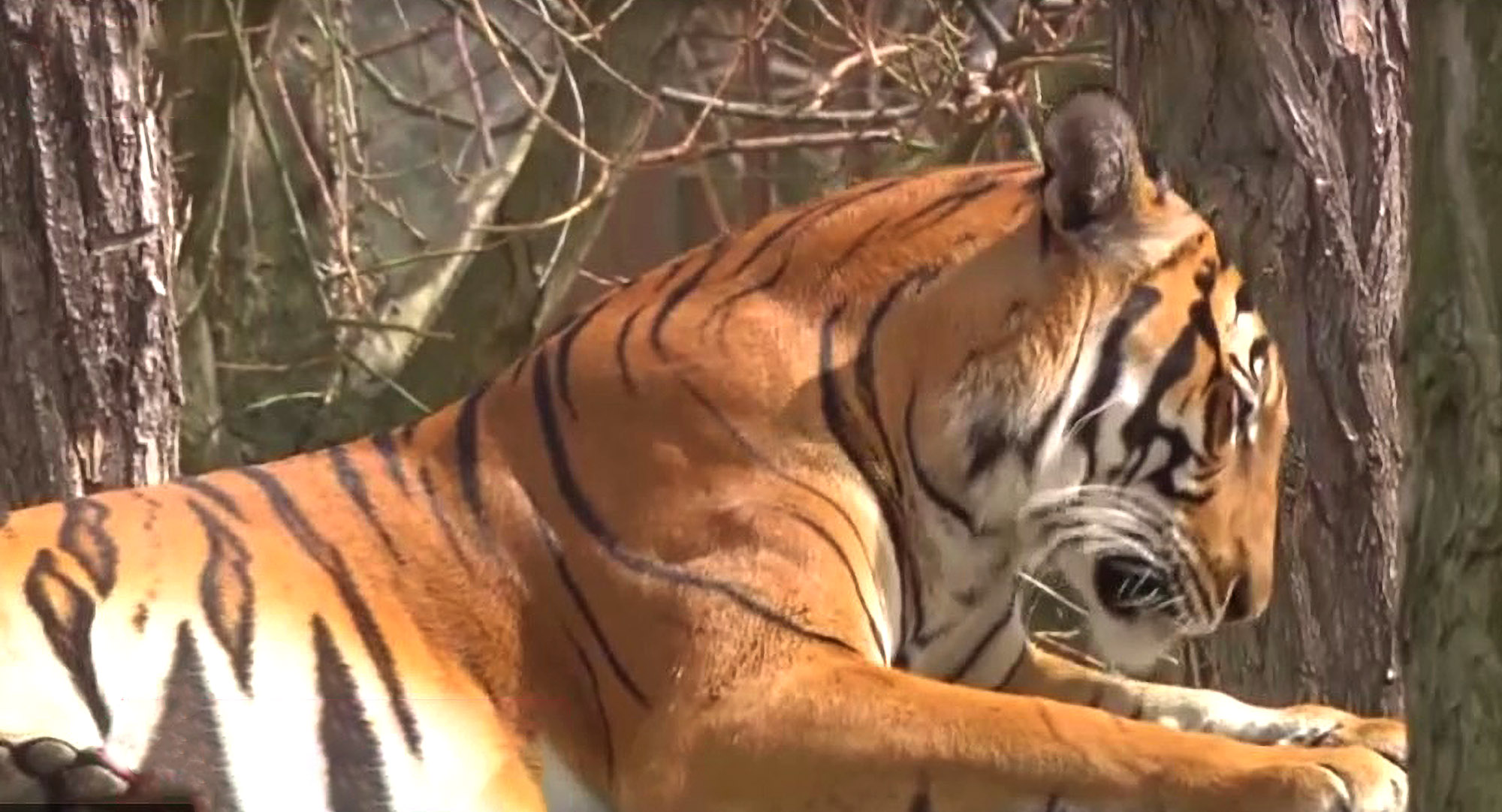 Read more about the article Elderly Woman Has Arm Torn Off By Tiger In Czech Republic