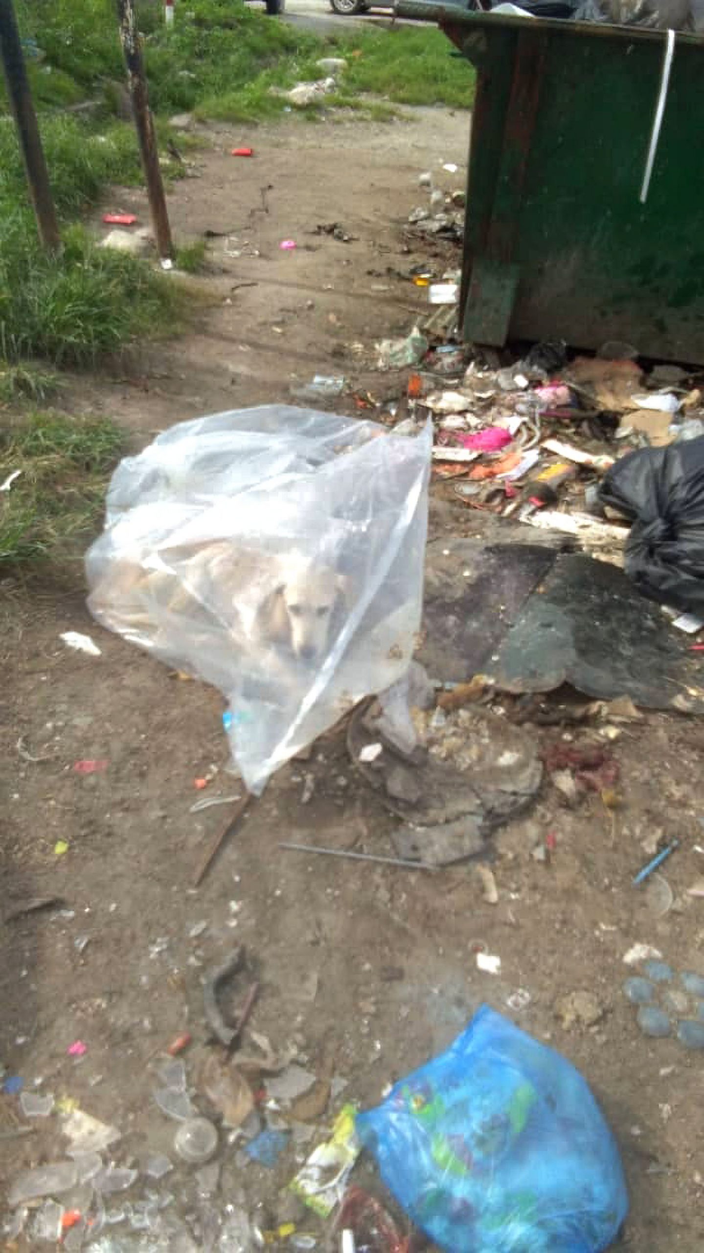 Read more about the article Injured Dog Dumped like Rubbish Next to Huge Bin After Becoming Ill