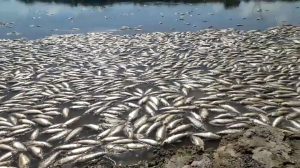 Read more about the article Thousands Of Dead Fish Found Along Banks Of River With Dwindling Water Levels