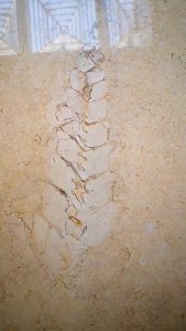 Read more about the article Council Building Has 20-Million-Year-Old Fossil In Floor Tile