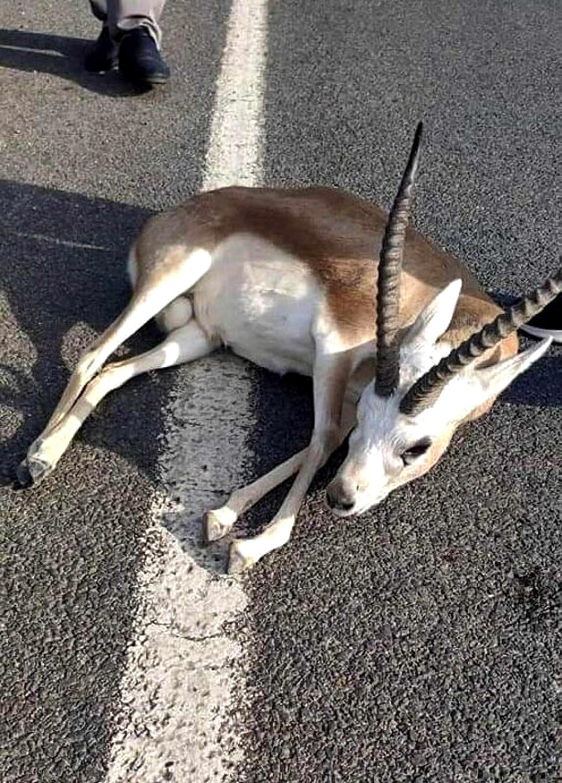 Read more about the article Injured Gazelle Feared Eaten After Good Samaritan Offered To Take It To Vets