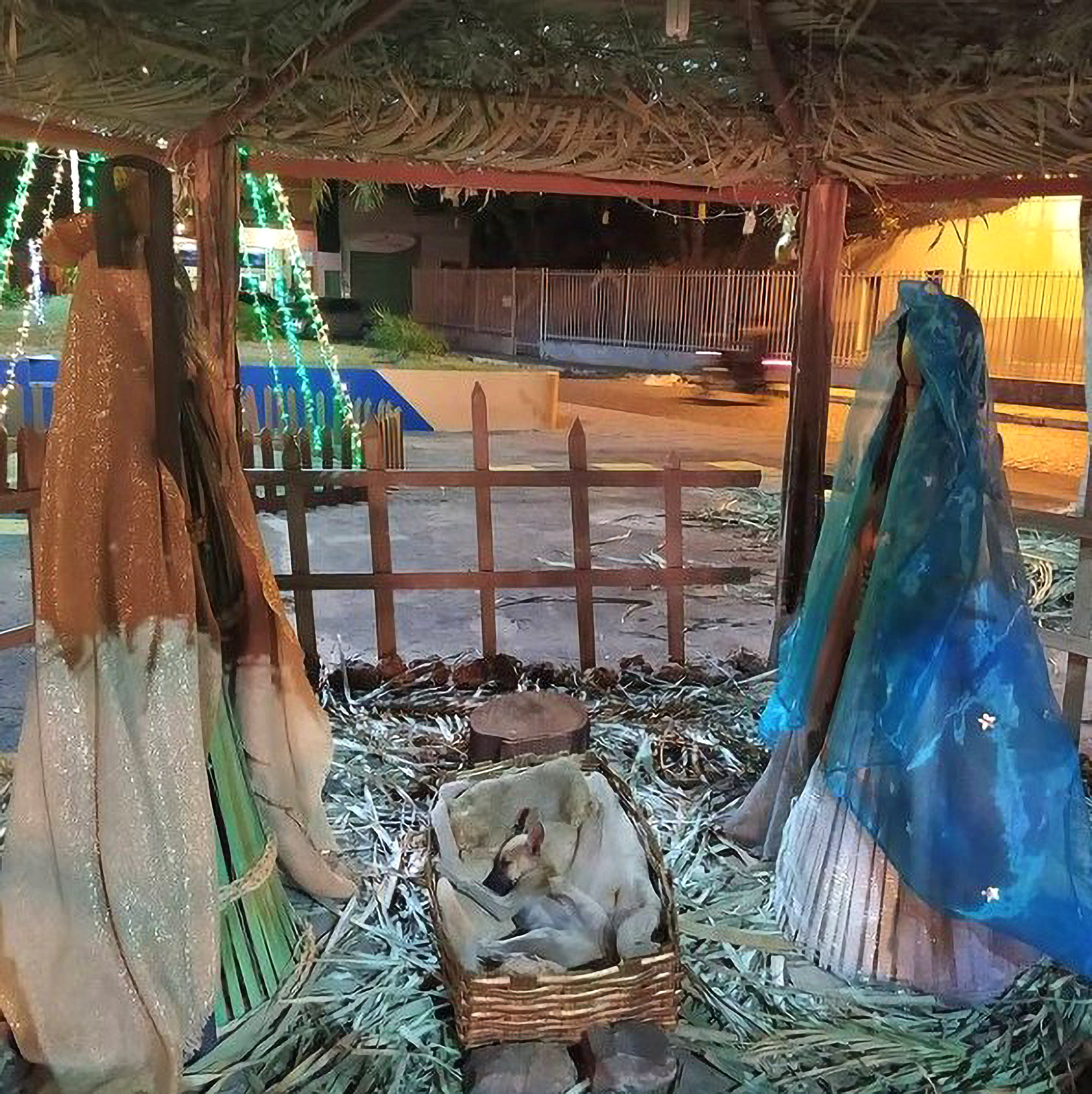 Read more about the article Stray Puppy Found Curled-Up Asleep In Nativity Scene Manger