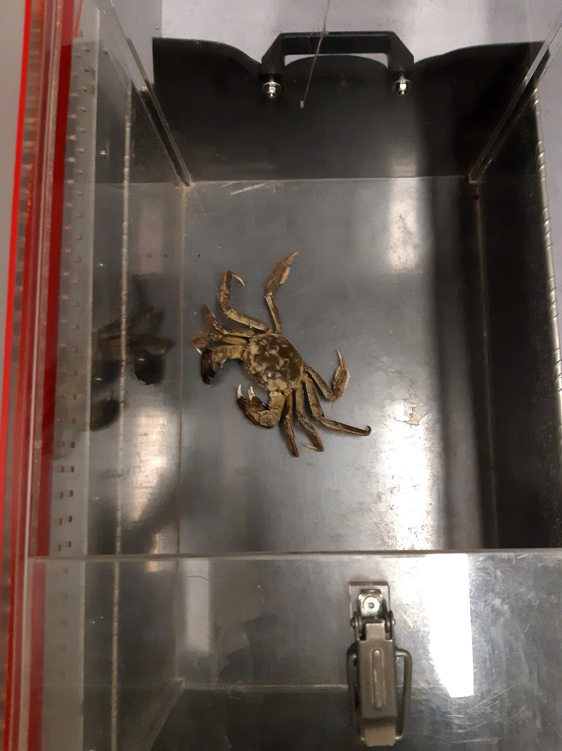 Read more about the article Crab Taken Into Custody After Being Caught Fare Dodging At German Train Station
