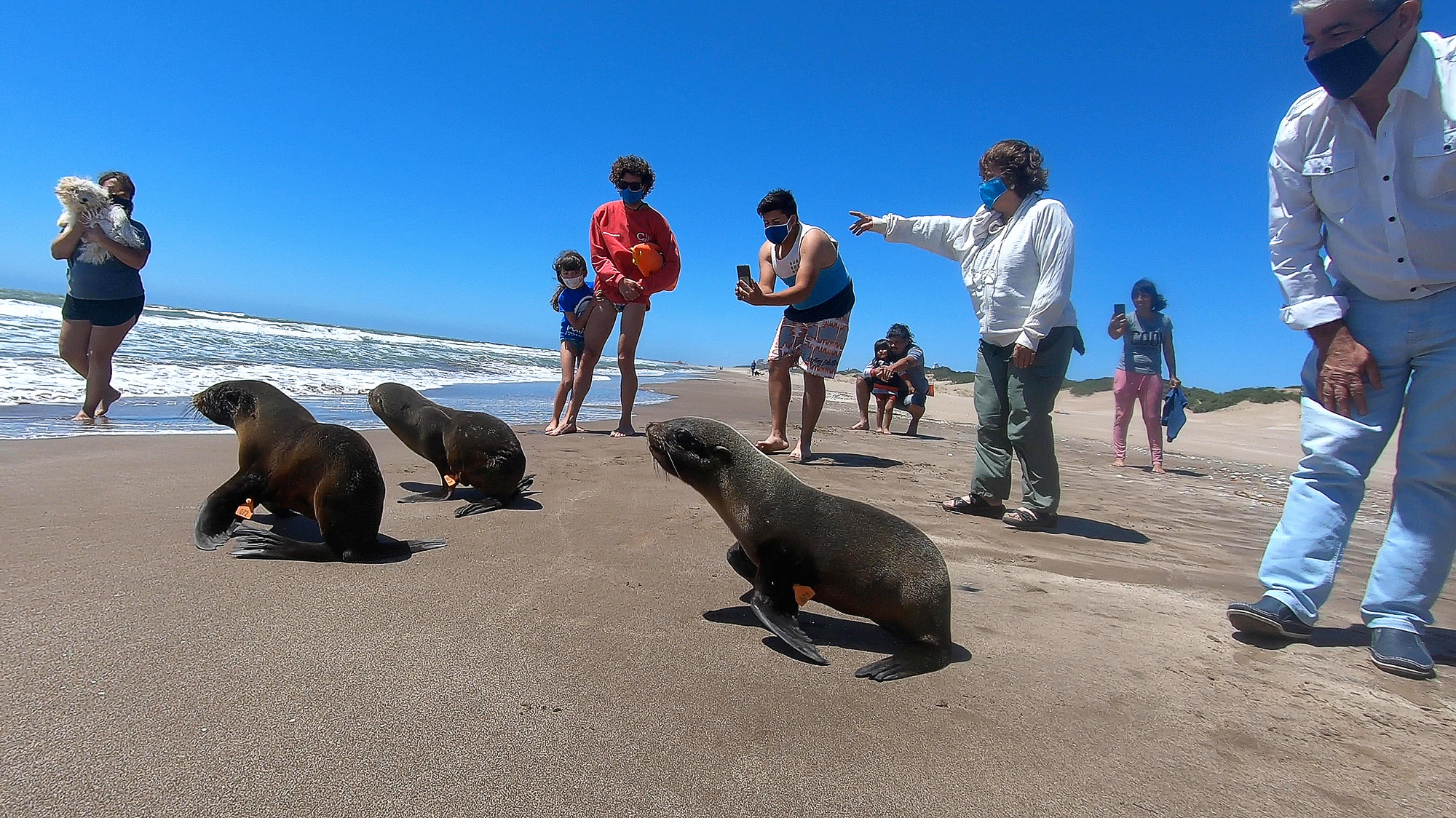 Read more about the article Seal Cubs Released To Sea After Liquid Fish Diet And Shelter Care