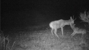 Read more about the article Hidden Camera Snaps Wolf Sinking Fangs Into Deers Neck On German Heath