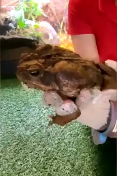 Read more about the article Pretty Zoo Keeper Holds Massive Toad