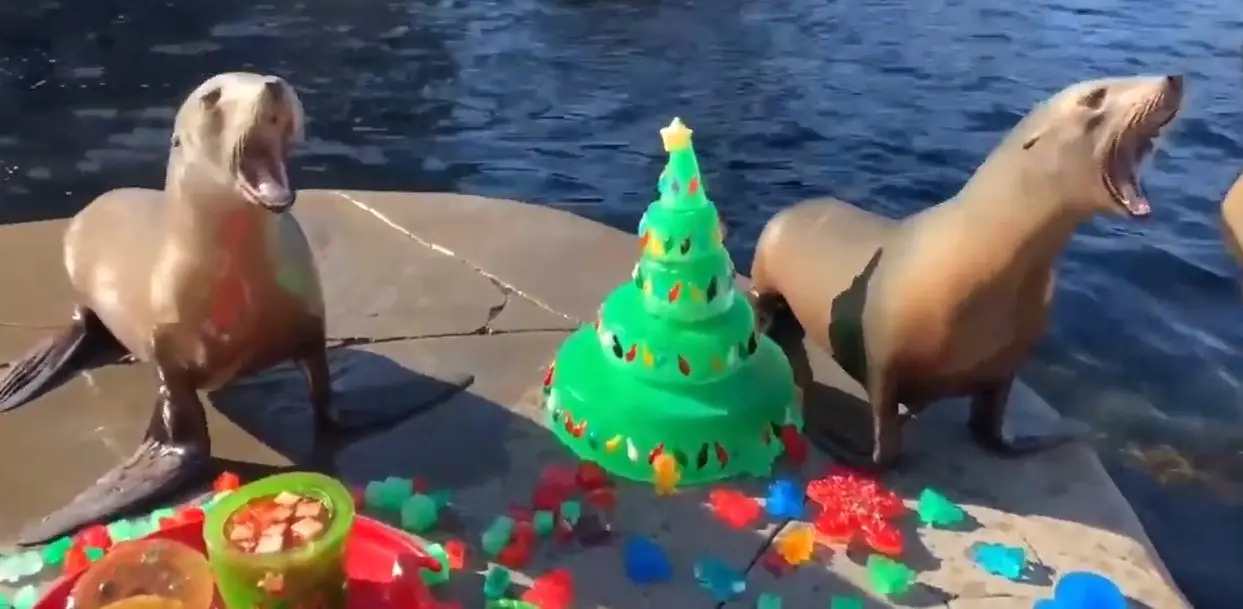 Read more about the article Christmas Treats For Lucky Seals And Sea Lions