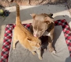 Read more about the article Cute Puppy-Cat Friendship Could Melt Everyone’s Hearts