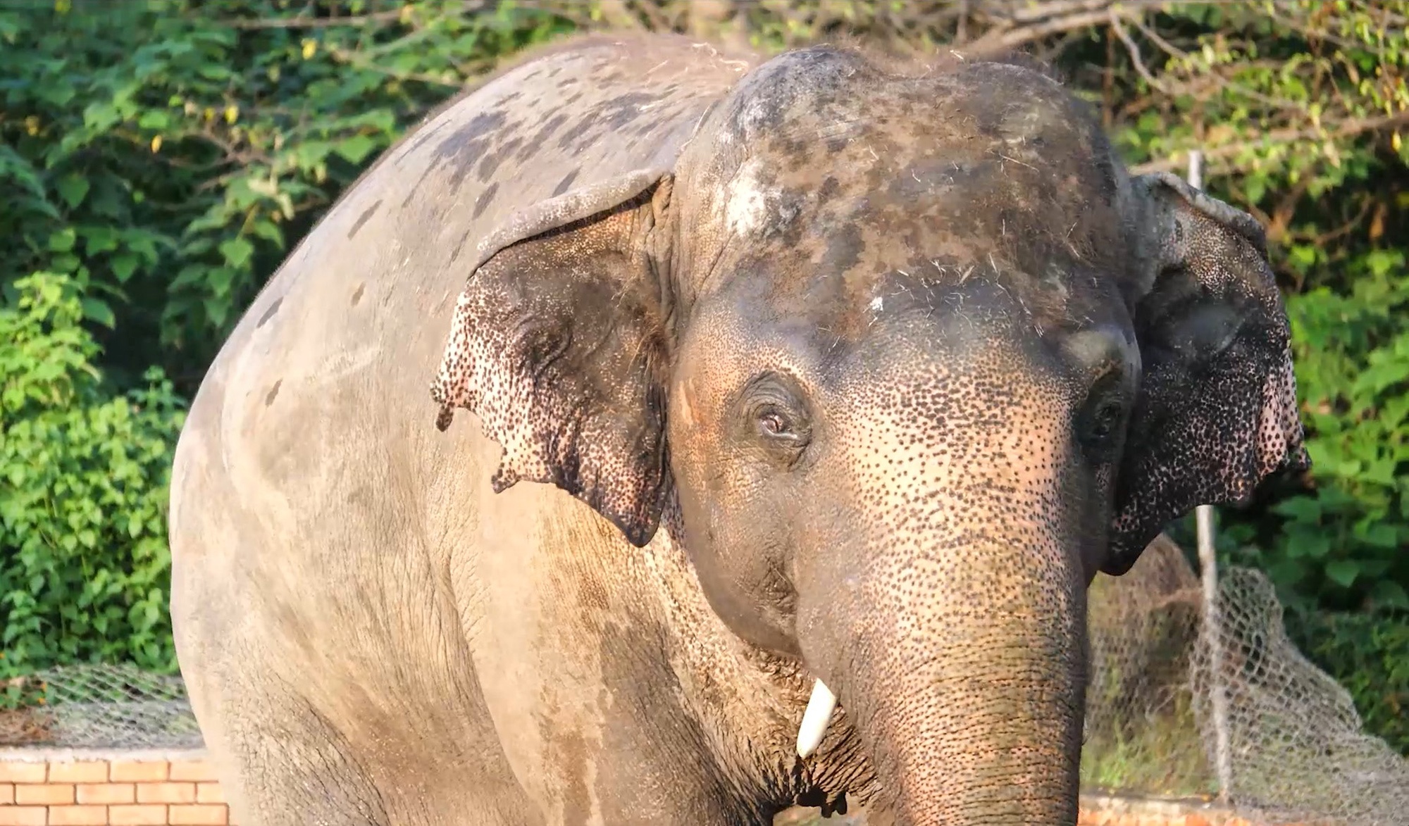 Read more about the article Worlds Loneliest Elephant Finds Love Interest At New Cambodia Home