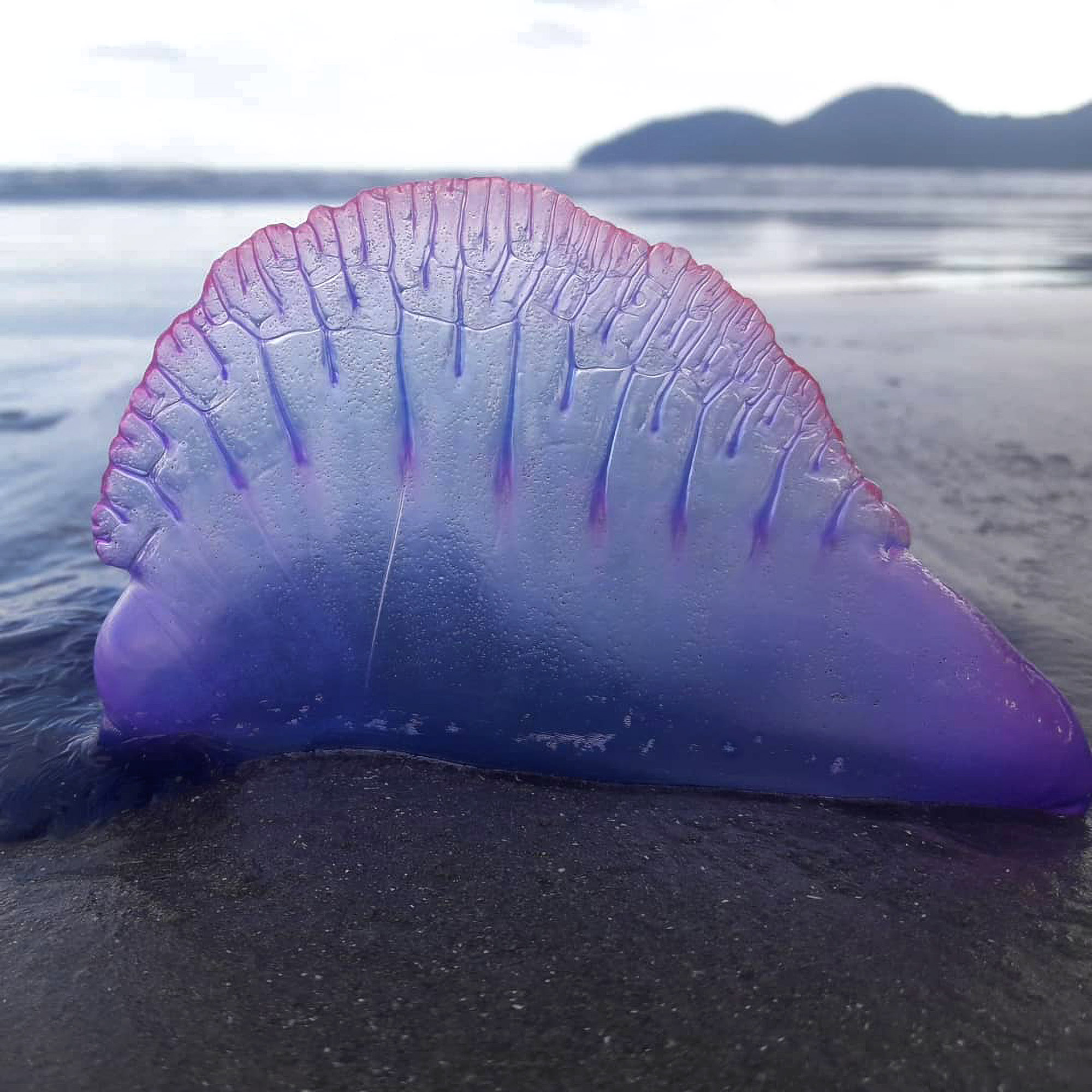 Read more about the article Deadly Portuguese Man Of War Jellyfish Wash Up In Unprecedented Numbers On Brazilian Beach