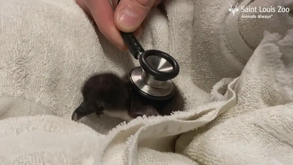 Read more about the article Zoo helps infertile penguins become parents