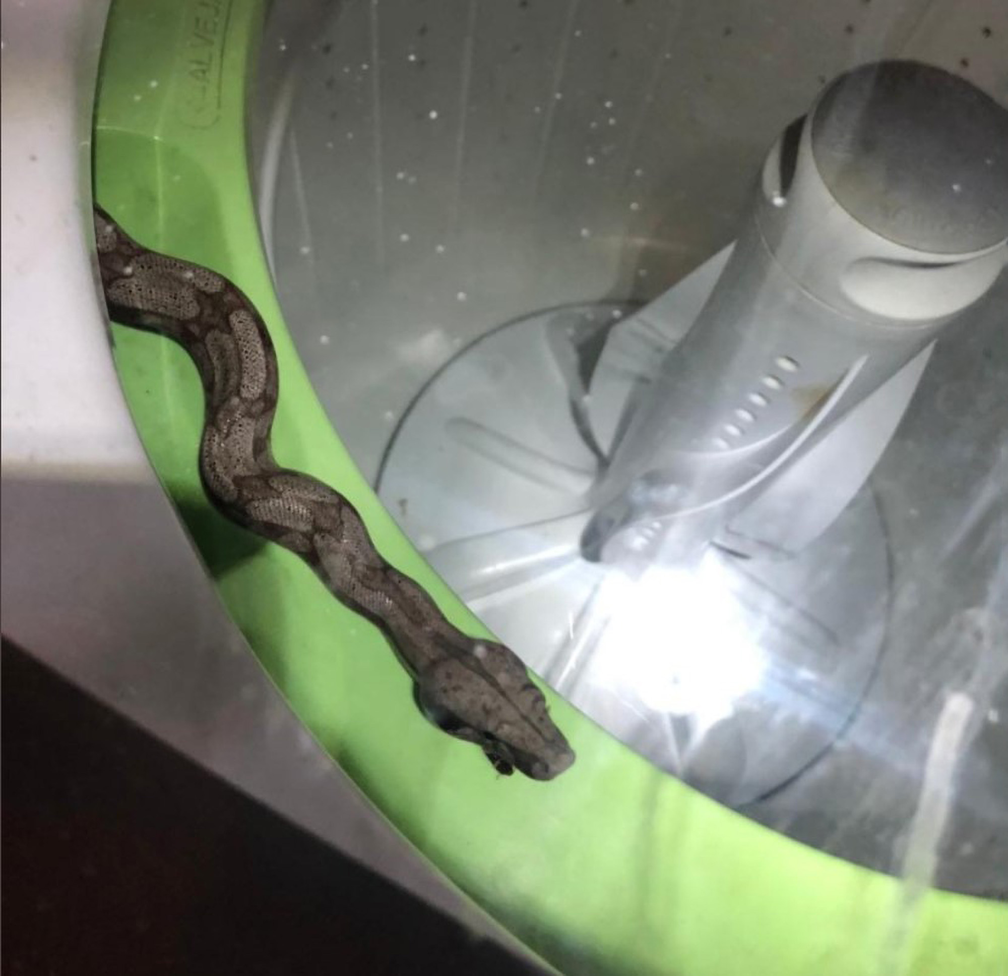 Read more about the article Woman Stunned To Find Boa Snake In Washing Machine