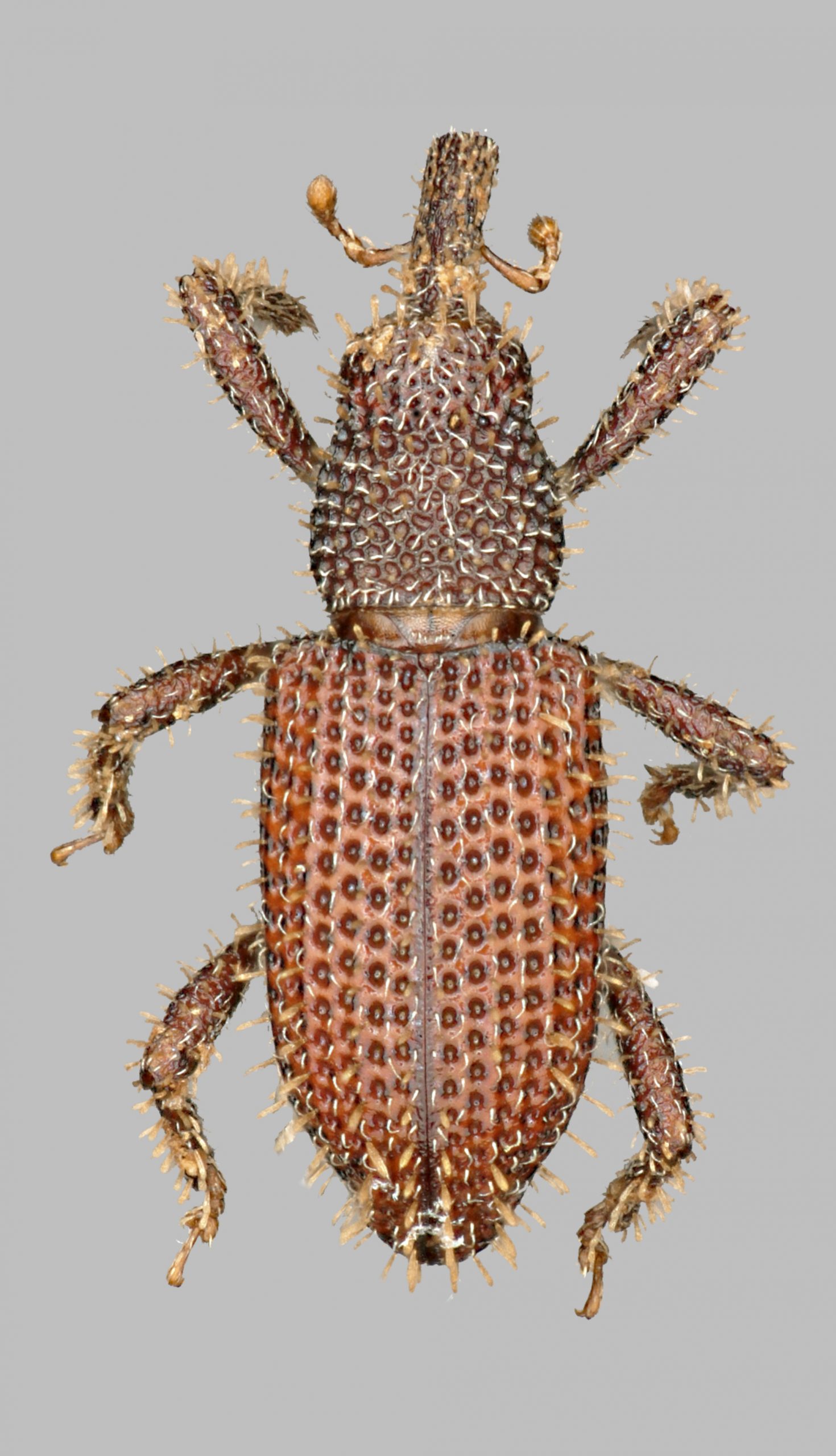 Read more about the article Newly-Discovered Weevil Named After Human Rights Activist