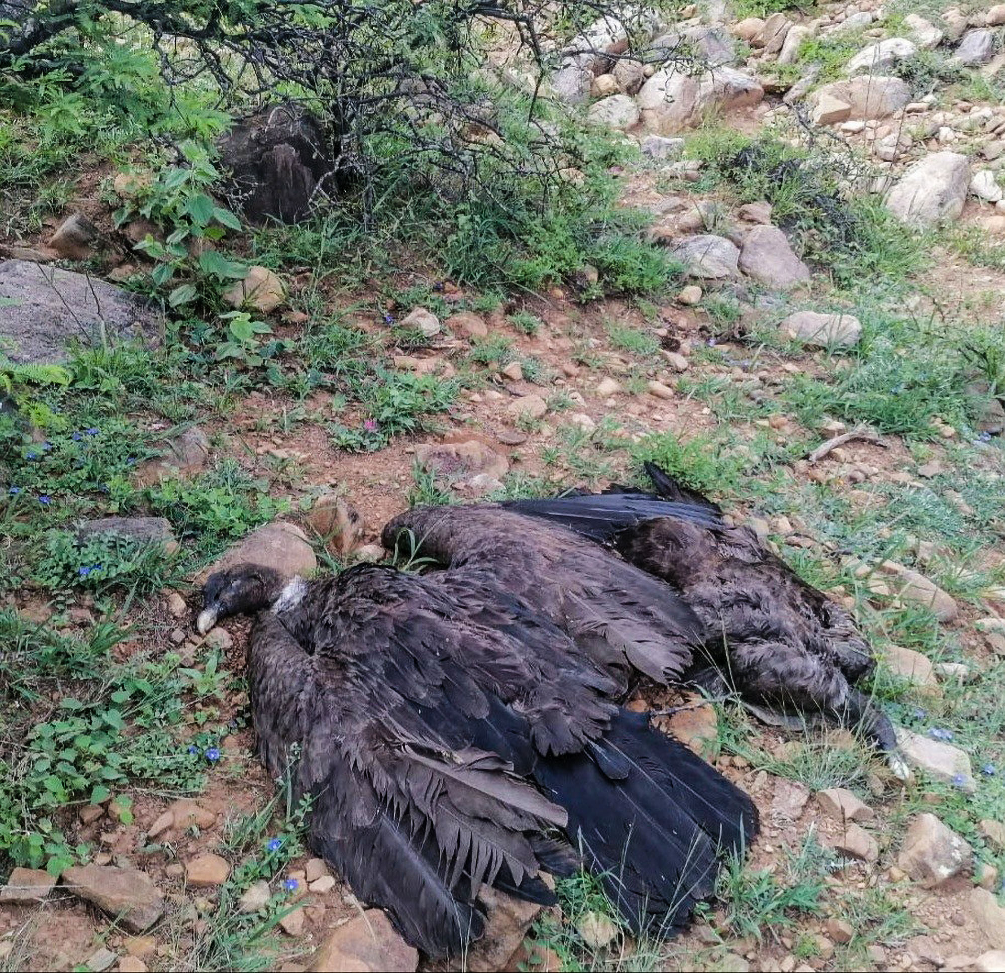 Read more about the article Dozens Of Endangered Condors Representing Almost One Percent Of World Population Found Poisoned