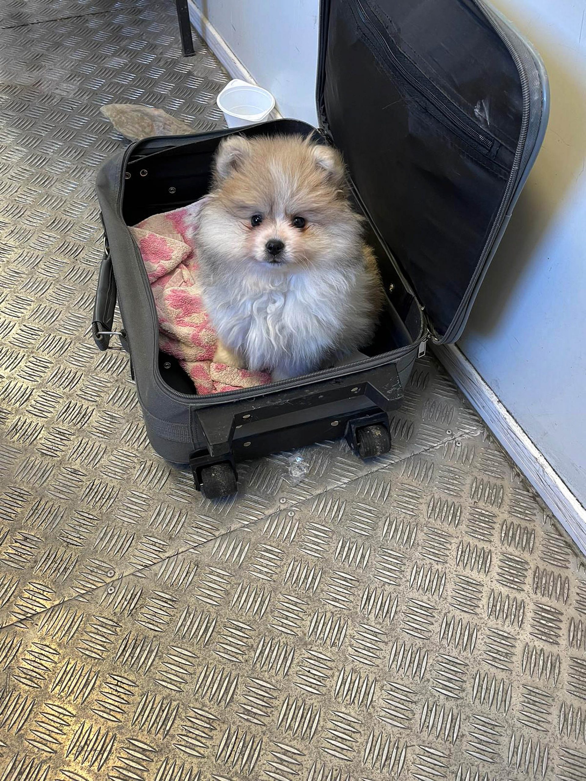 Read more about the article Cute Puppy Smuggled In Suitcase Saved By Border Cops