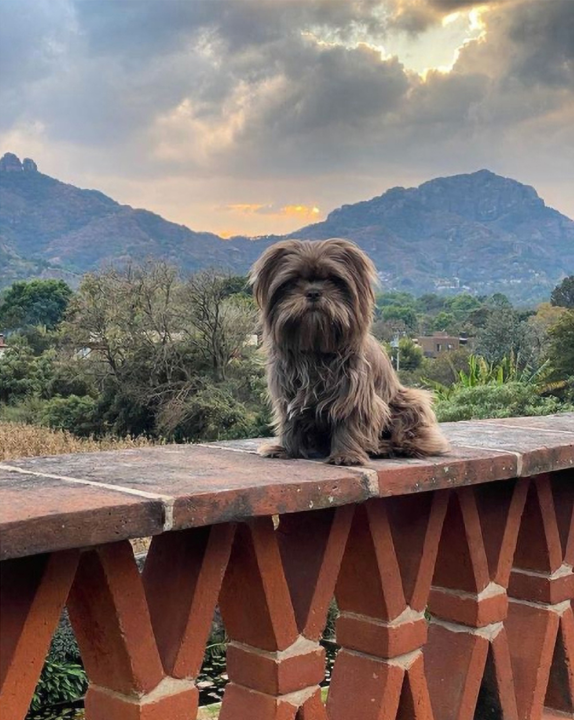 Read more about the article Dog Named Chewy Returns To UK After Losing Pet Passport On Mexican Holiday