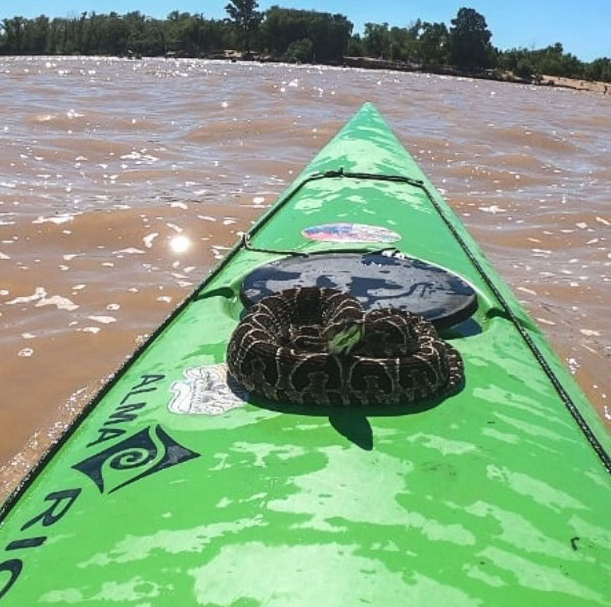 Read more about the article Venomous Viper Climbs On Mans Kayak While Paddling Along Argie River
