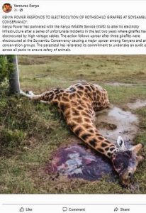 Read more about the article Endangered Giraffes Zapped To Death By Low-Hanging Power Lines In Wildlife Park